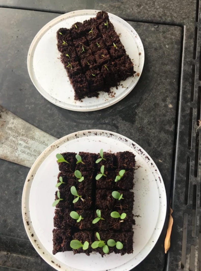Nestable Soil Block Maker - EverGrove